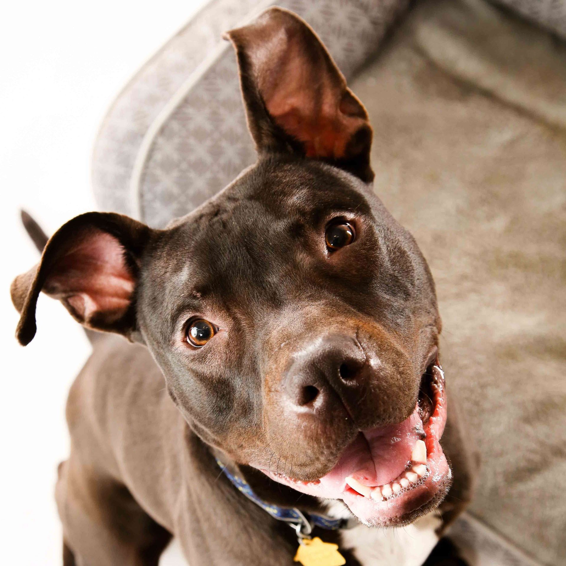 Black dog with perked ears and open mouth looking up on a couch