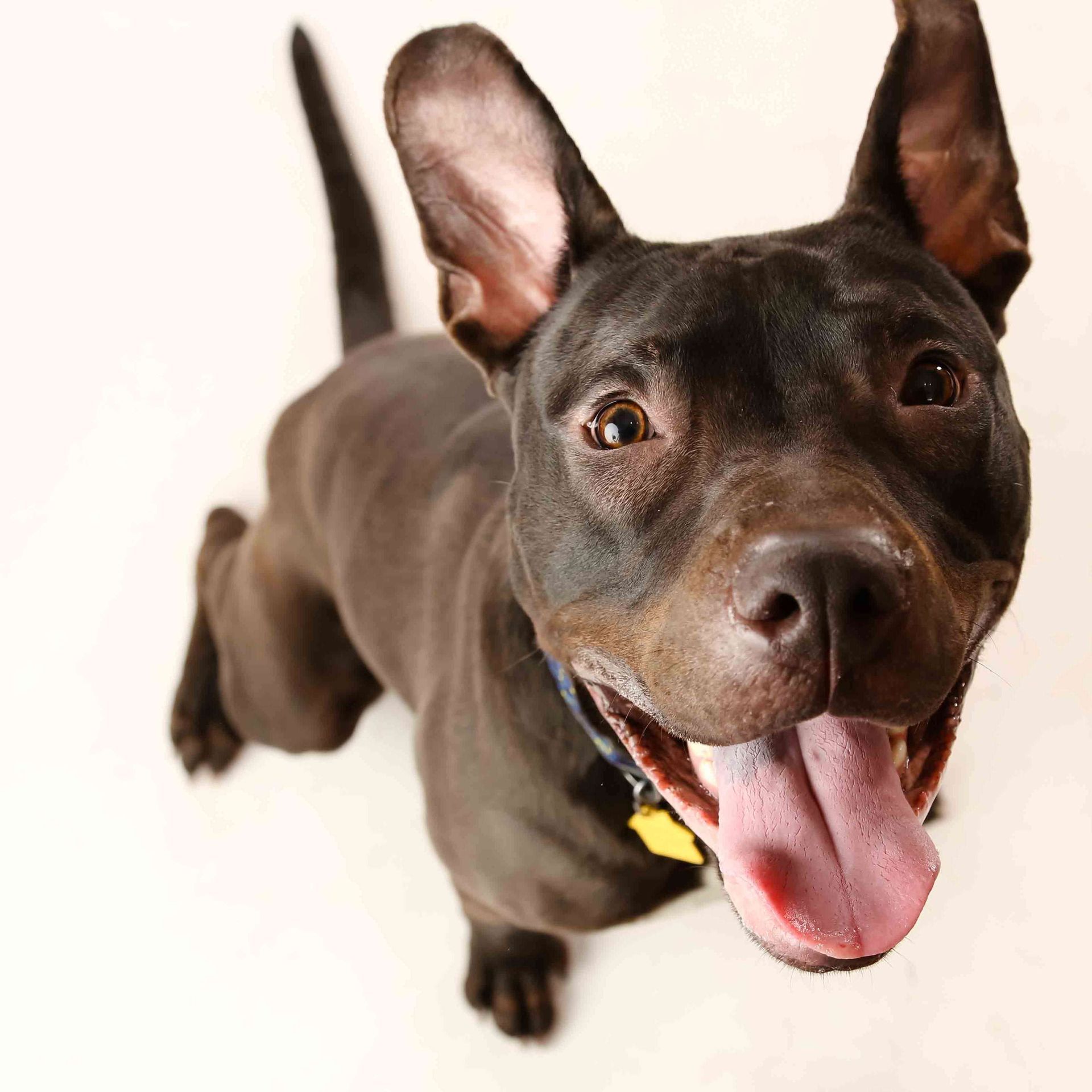Black dog with ears up, panting and looking at the camera on a light background