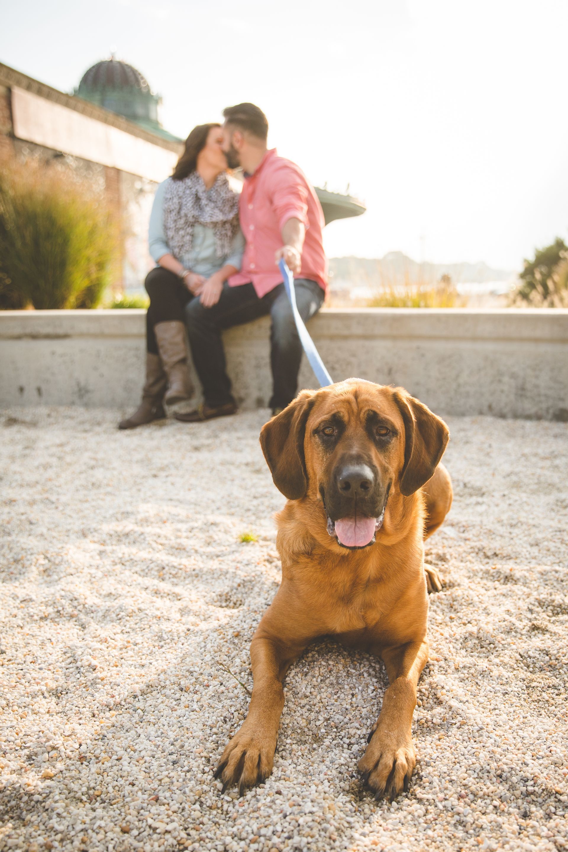 Golden retriever on a leash in front, with two people sitting and kissing in the background near a waterfront