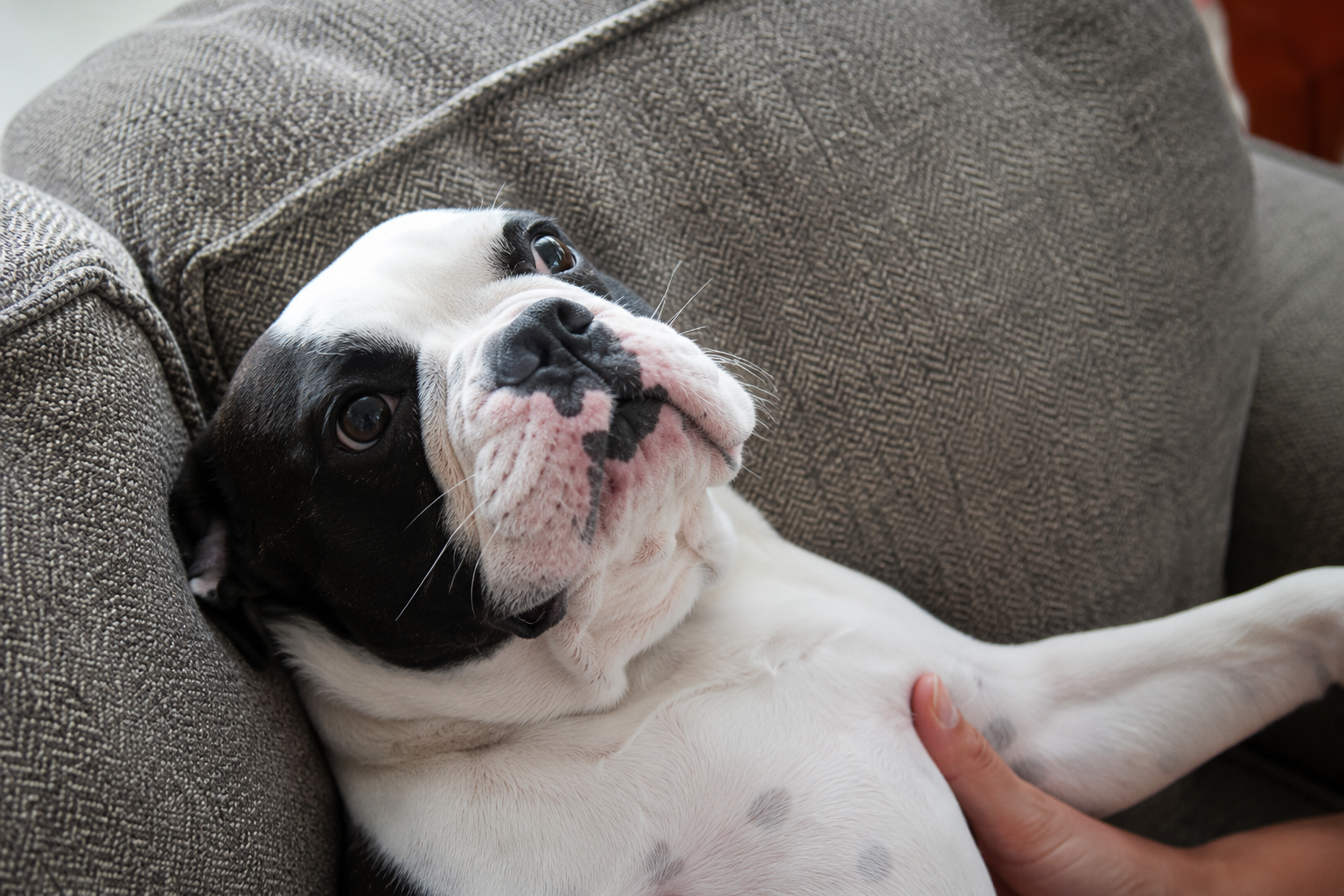 Black-and-white puppy лежing on a couch, looking up while being gently petted