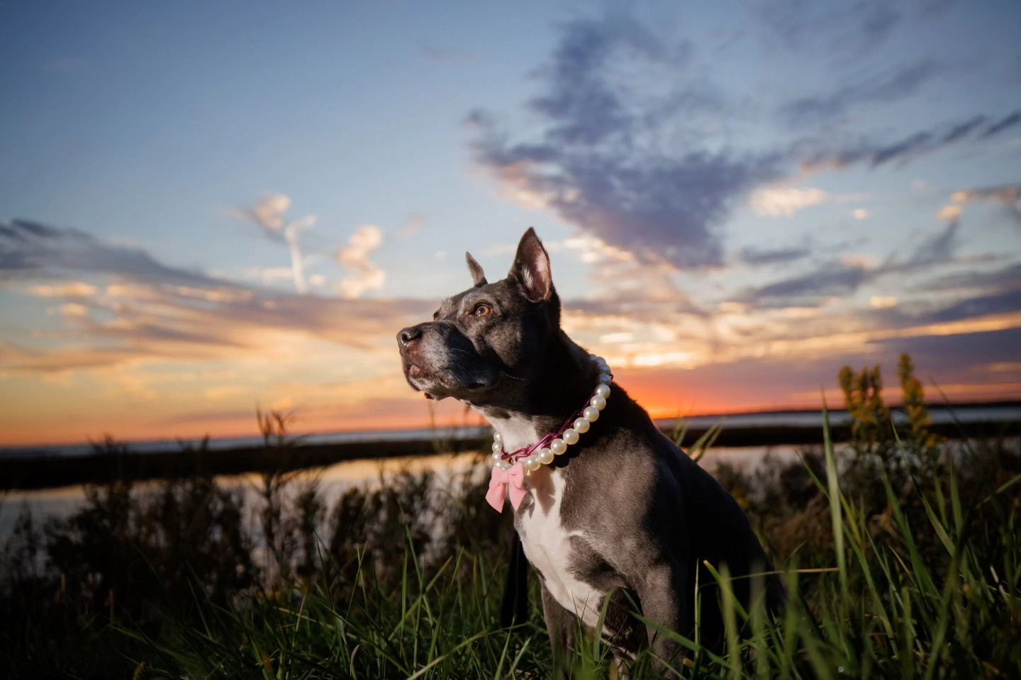 Black dog in a pink collar sitting in grass at sunset by the water.