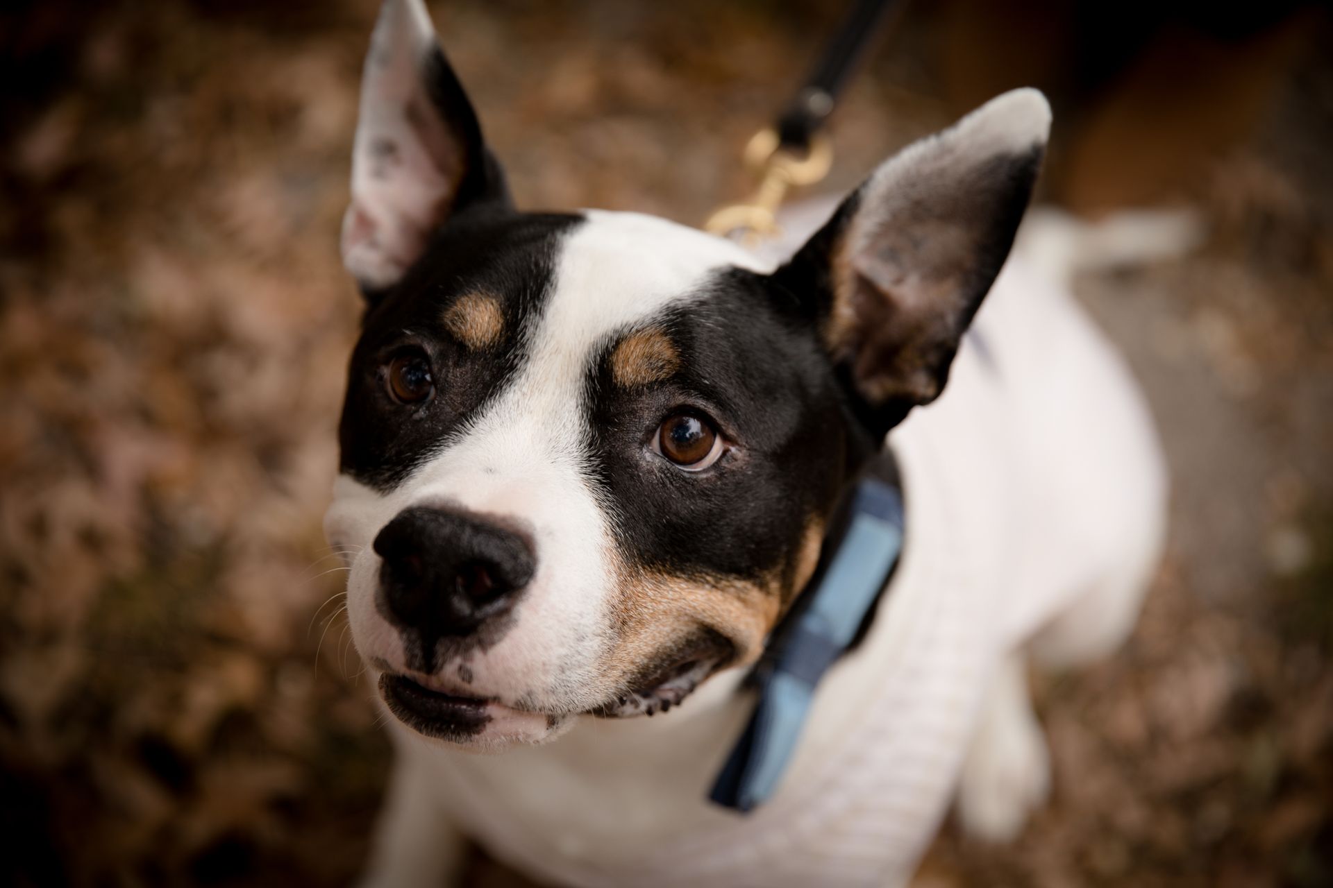 Small black-and-white dog wearing a blue collar, looking up outdoors.
