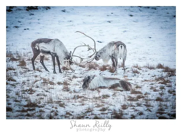 Two deer sparring antlers in a snowy field