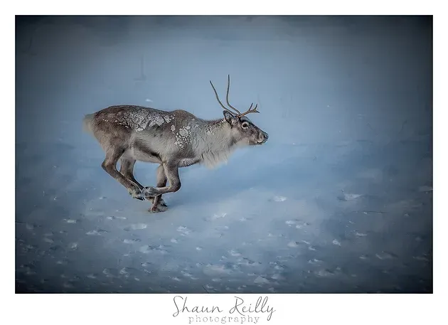 Reindeer leaping across snowy ground against a blue winter backdrop