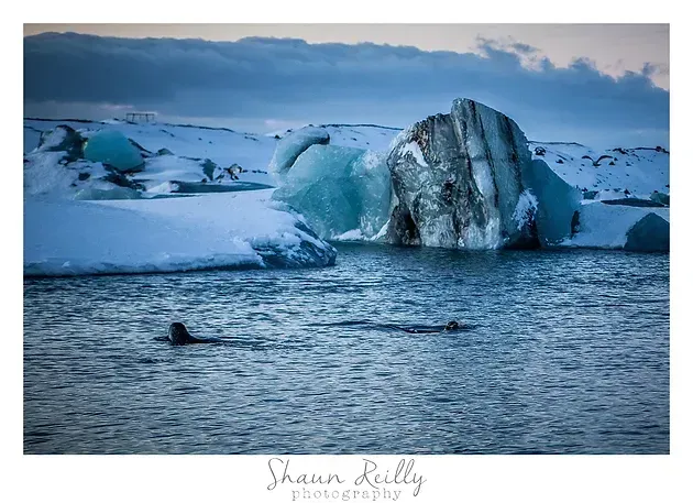 Iceberg floating in a blue-gray sea under a cloudy sky, with a small seal swimming nearby.