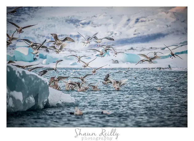 Seabirds flying over a cold ocean beside a large iceberg under a cloudy sky