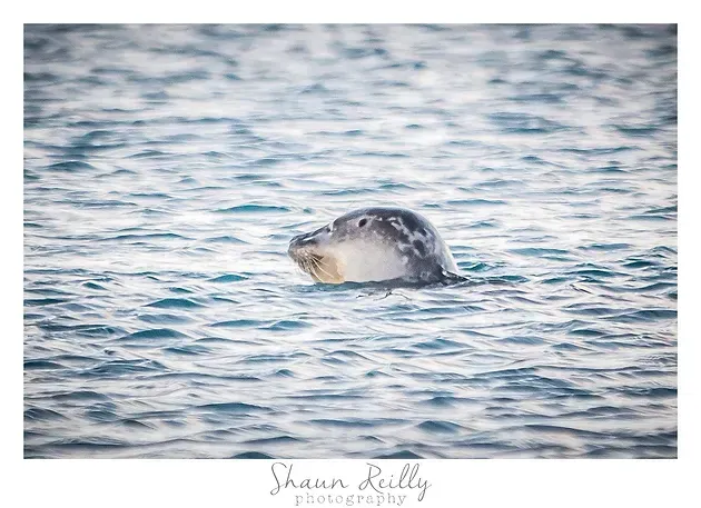 Seal’s head surfacing in rippling blue water