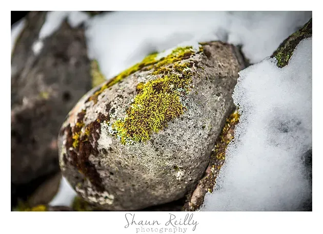 Moss-covered rock surrounded by snow, with a blurred rocky background