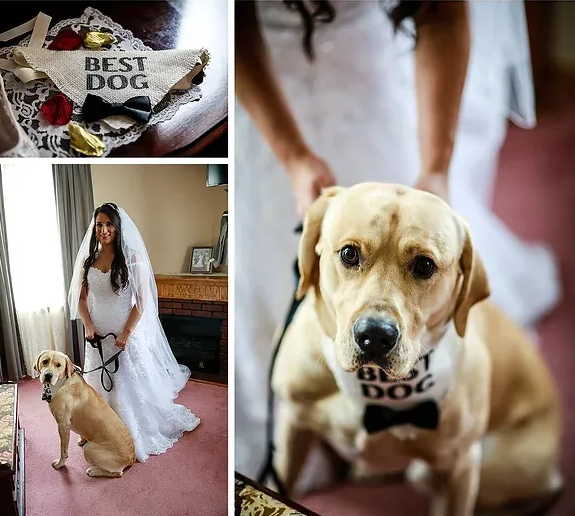 Bride with a Labrador wearing a 