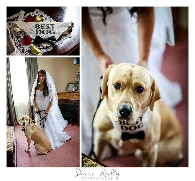 Bride posing with a yellow Labrador wearing a “Best Dog” bandana in a wedding photo collage