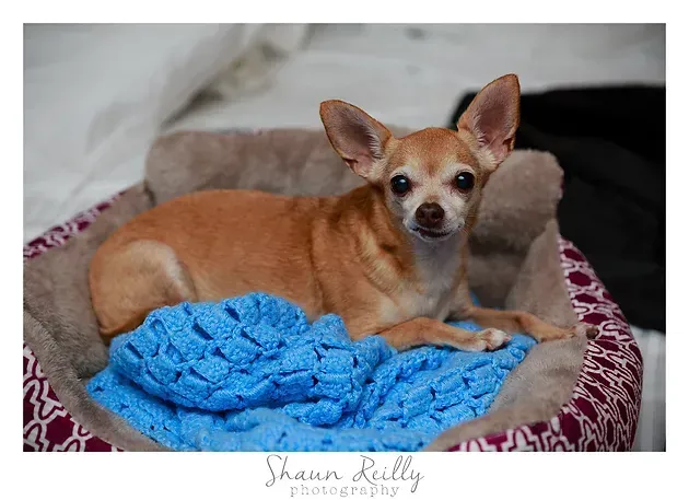 Small tan Chihuahua лежing in a dog bed with a bright blue blanket.