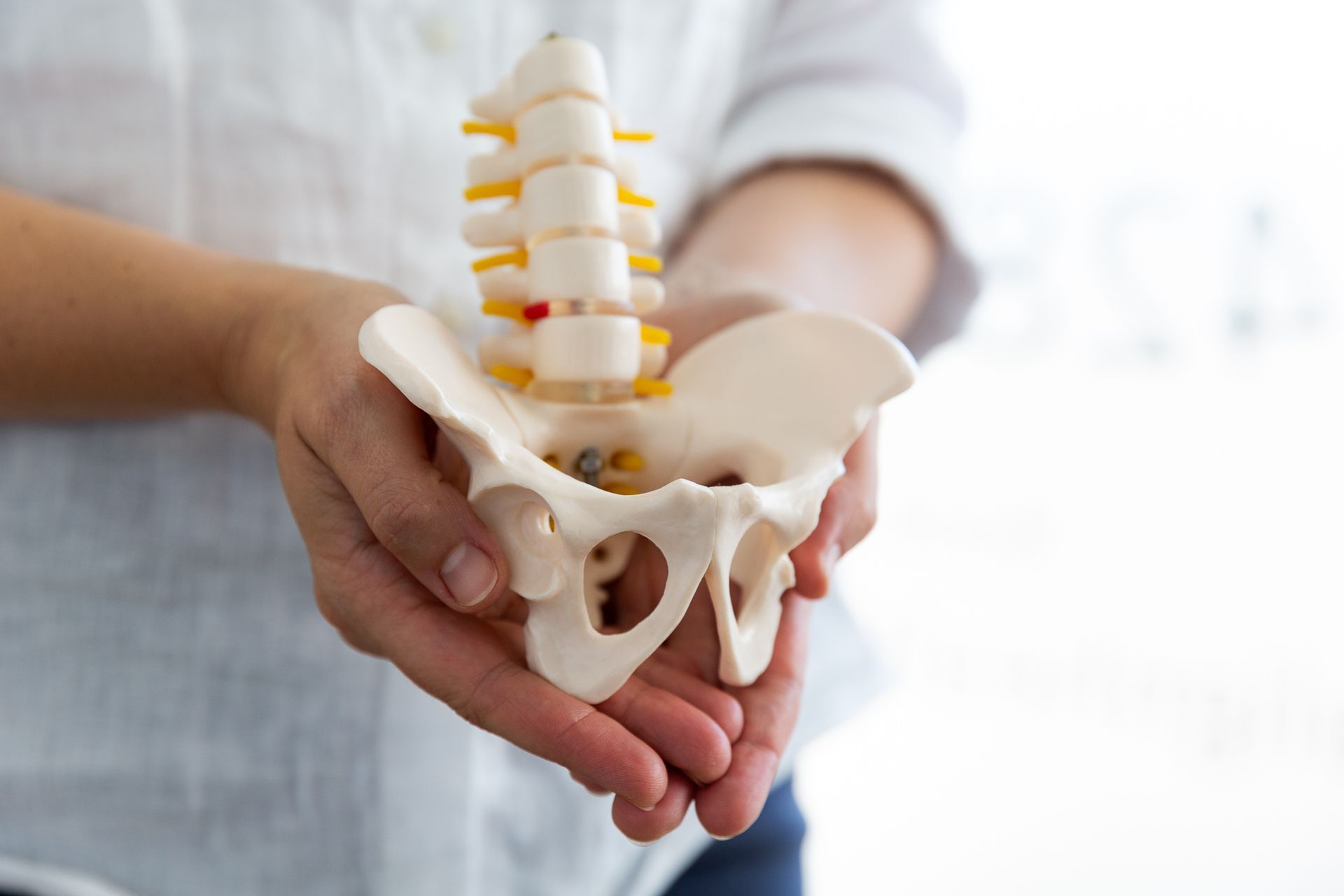 A person is holding a model of a pelvis in their hands — Align Health Therapies in Woonona, NSW