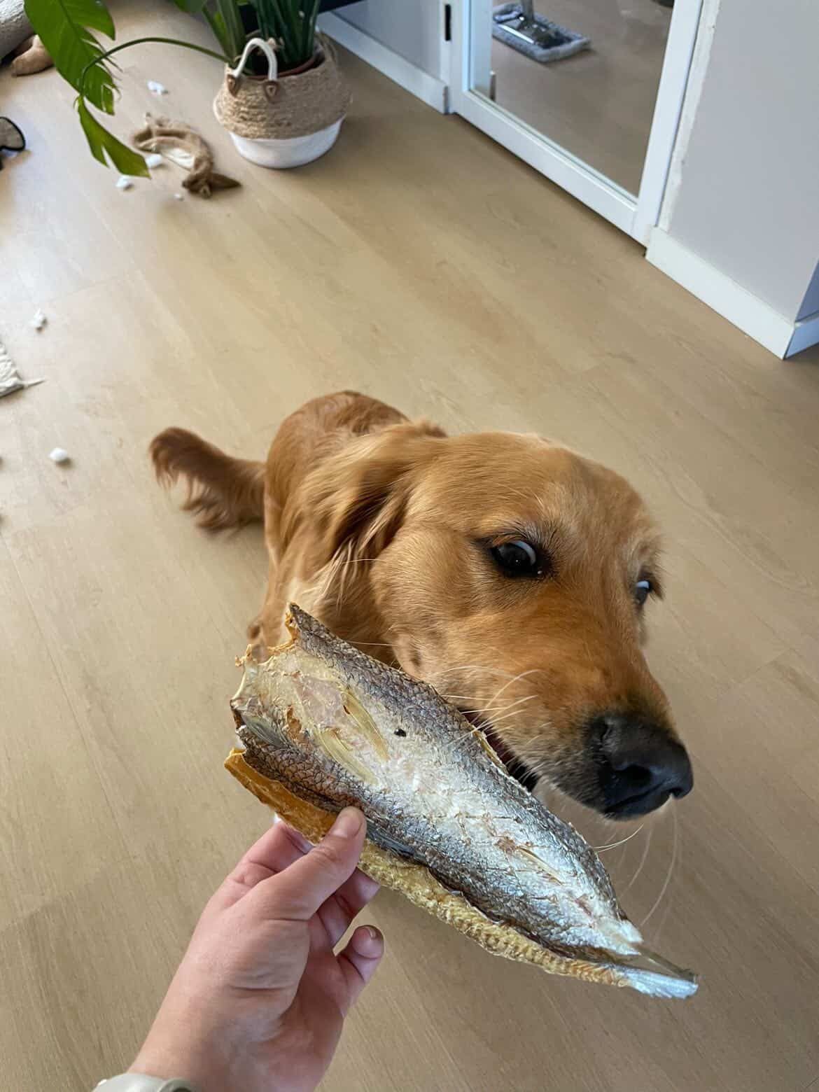 Lekkerbek