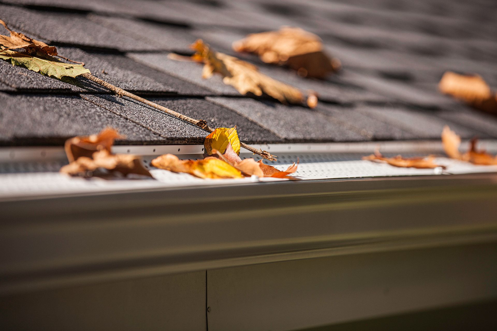 Leaves in a gutter on a dark shingled roof, close-up shot, sunny.