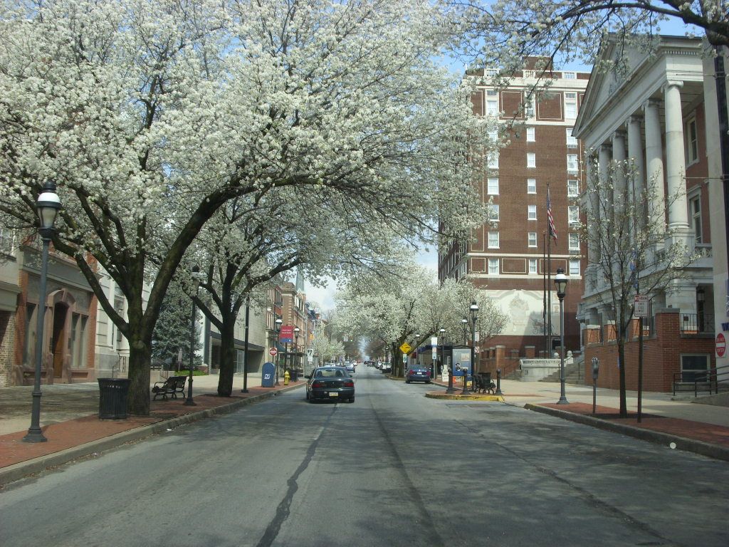 Street lined with flowering trees in bloom; brick buildings and cars on the road.