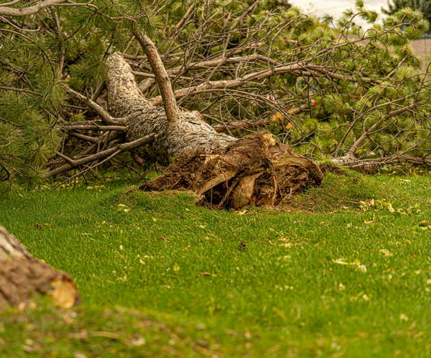 Fallen pine tree with exposed roots on green grass, possibly after a storm.