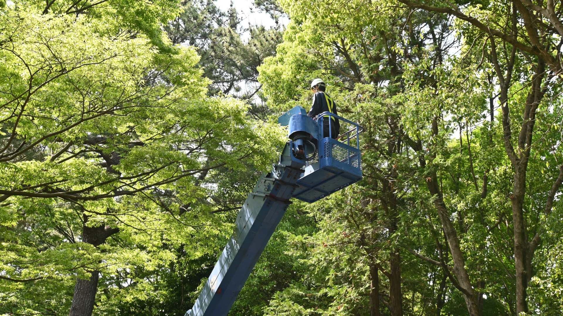 Worker in a blue cherry picker trimming tree branches in a leafy park