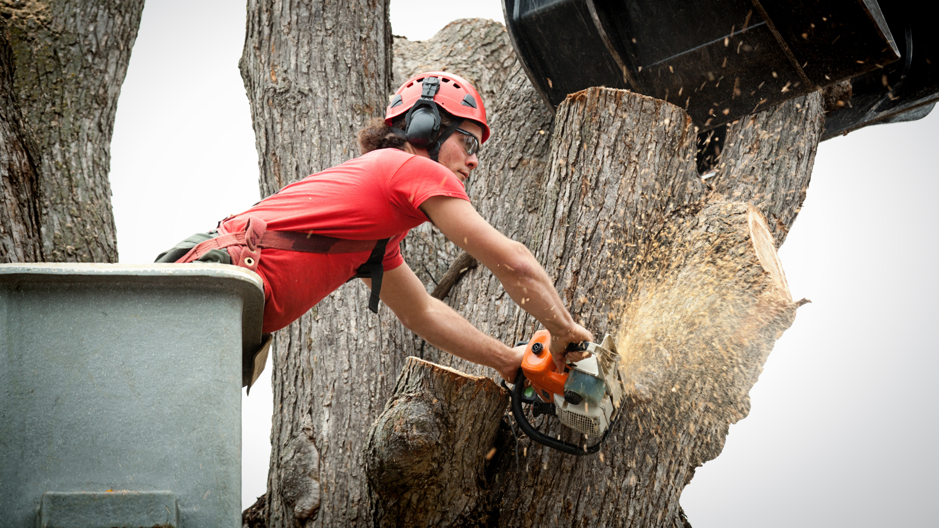 Worker in red shirt using a chainsaw to cut a tree trunk, with wood chips flying.