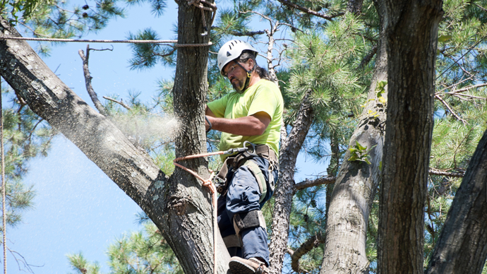 Tree worker in a harness and helmet trimming branches high in a pine tree