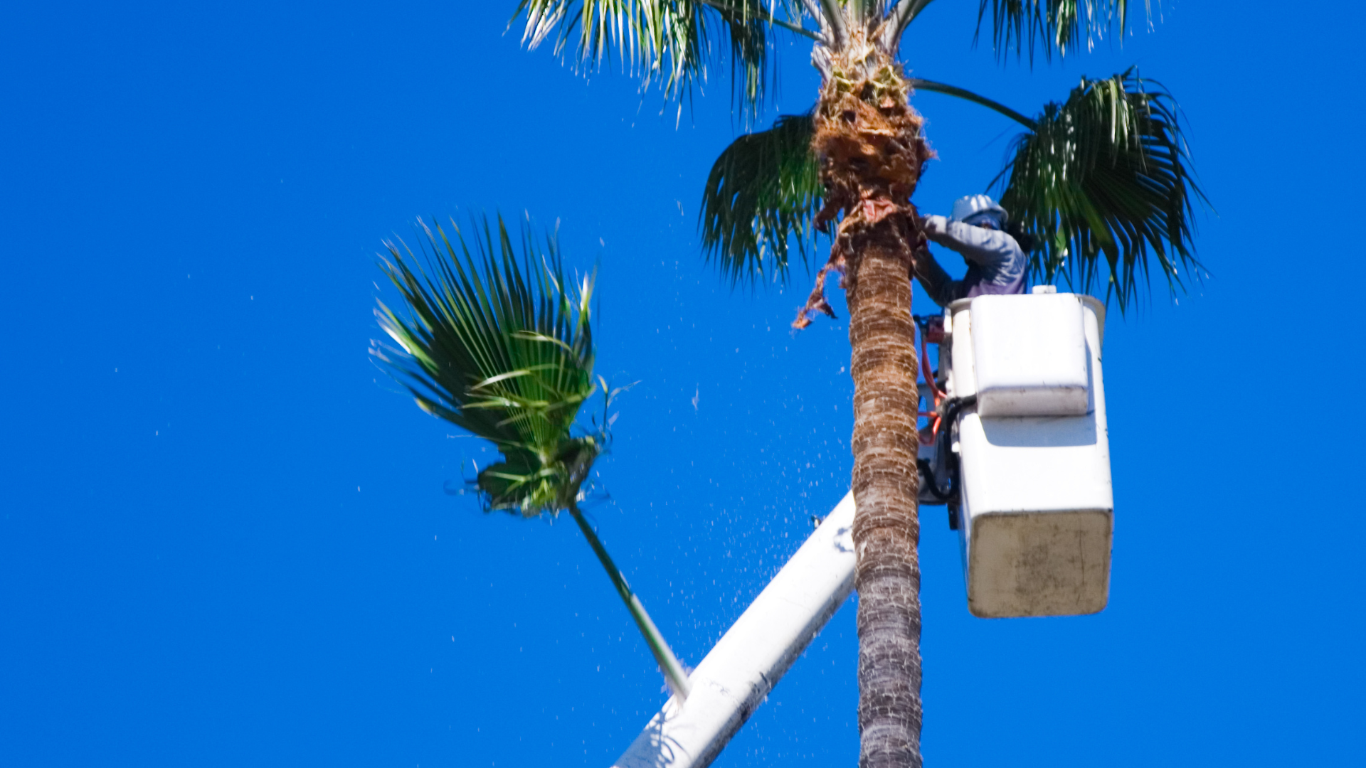 Utility bucket lift trimming a palm tree against a bright blue sky