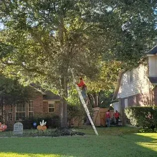 Person in a red shirt on a ladder trimming a large tree in a suburban yard.