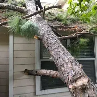 Large pine tree branch broken and leaning against a house window after storm damage