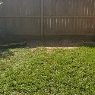 Sunny backyard with a wooden fence and patchy green grass.