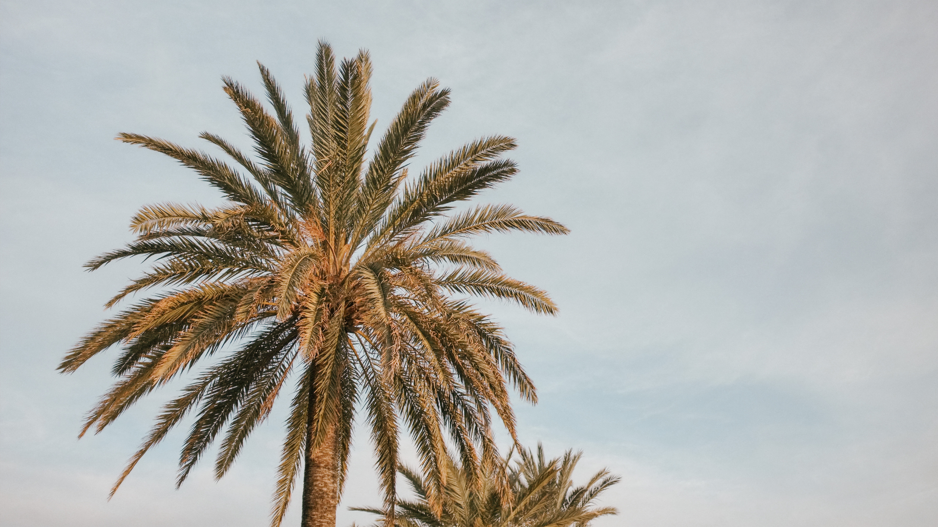 Tall palm tree with fronds against a pale blue sky