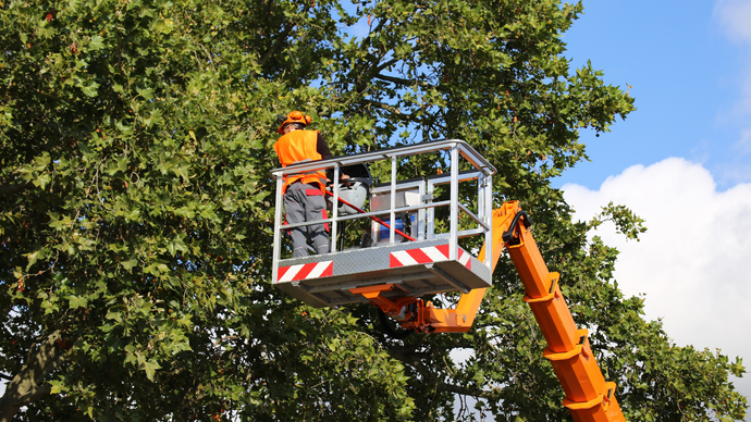 Worker in orange safety gear on a cherry picker trimming tree branches against a blue sky