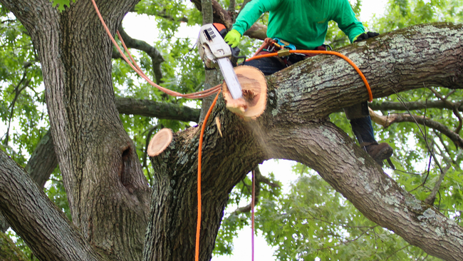 Arborist in green gear cutting a tree branch with a chainsaw, secured by orange ropes.