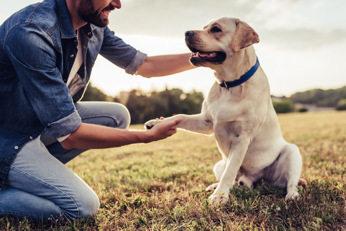 Man in denim kneels to shake hands with a sitting yellow Labrador in a grassy field at sunset