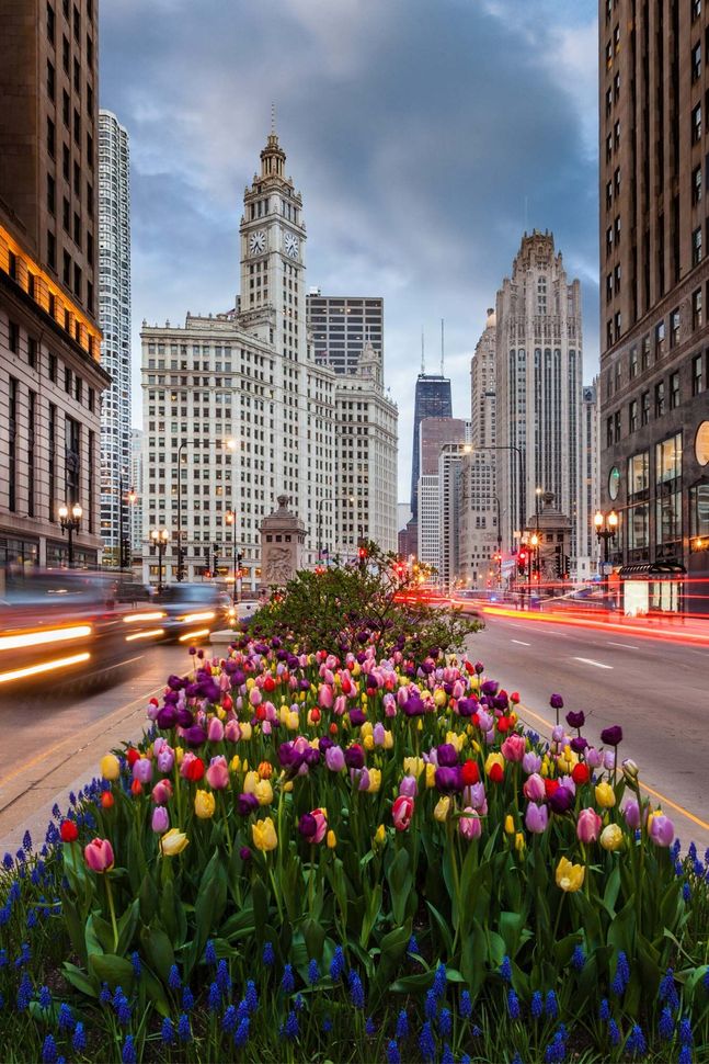 Flower-lined city avenue with blurred traffic and historic skyscrapers