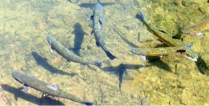 Fish swimming in river