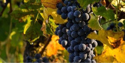 Grapes on the vine