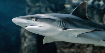 Shark
