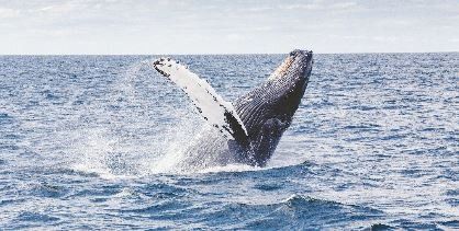 Whale in the ocean