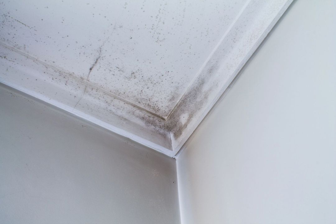Muffa e macchie d'acqua su un angolo del soffitto bianco e sulla modanatura della parete.
