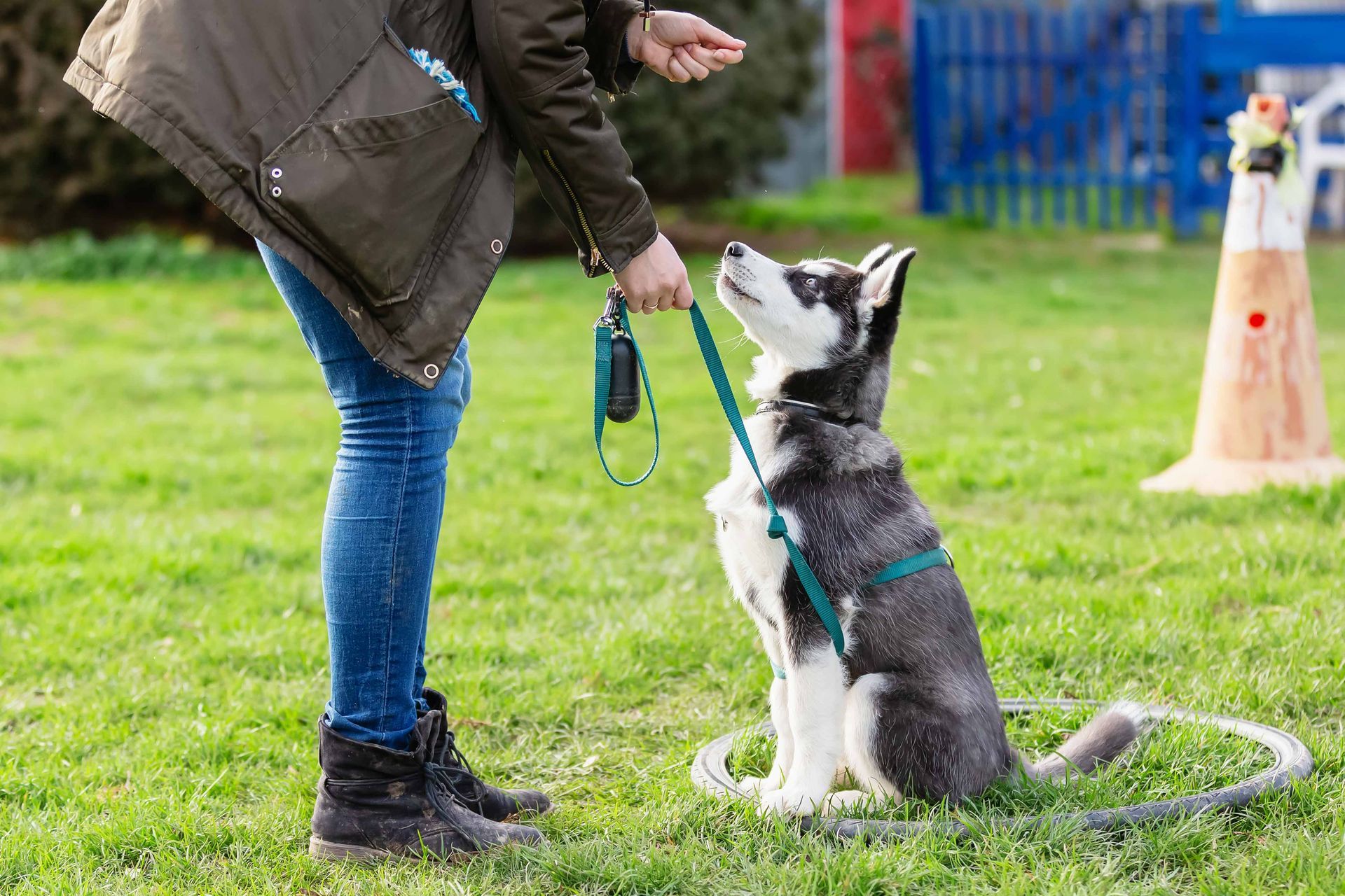 Owner training a husky to sit using positive reinforcement in a grassy park.