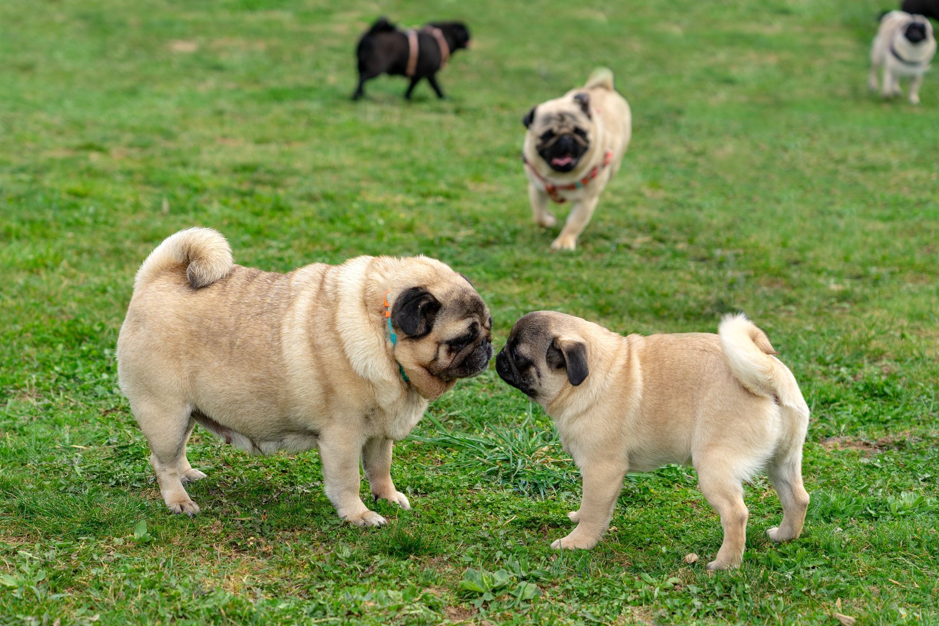 Several pugs in a grassy park, two facing each other, others running. Several pugs in a grassy park, two facing each other, others running.