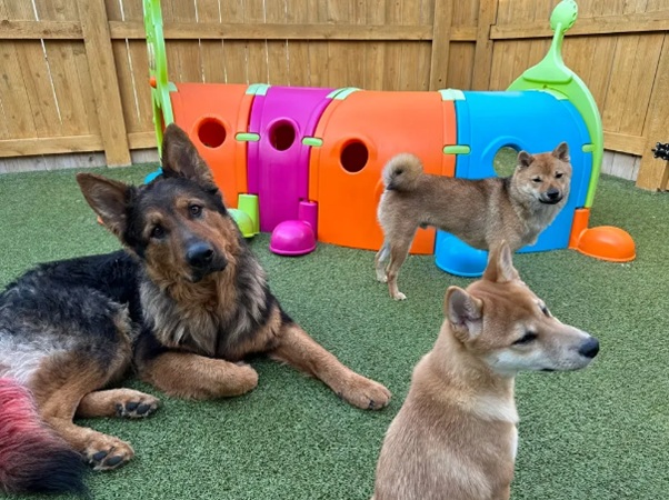 Three dogs sit on the grass in front of a colorful play area, enjoying the sunny day. Three dogs sit on the grass in front of a colorful play area, enjoying the sunny day.