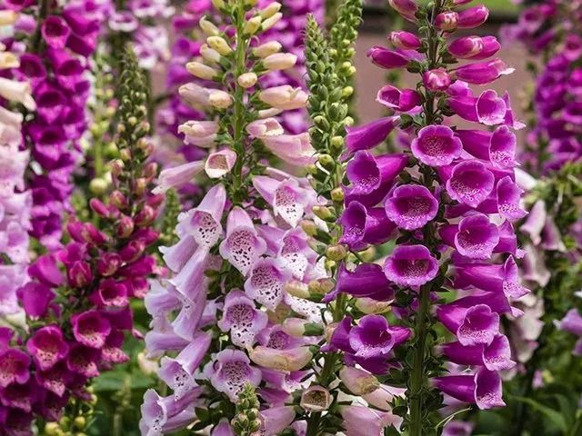 Part Shade Perennials