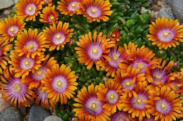 Sun Loving Perennials