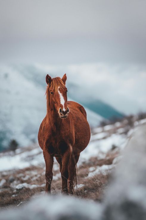 Een bruin paard dat achter een metalen hek staat en naar de camera kijkt.