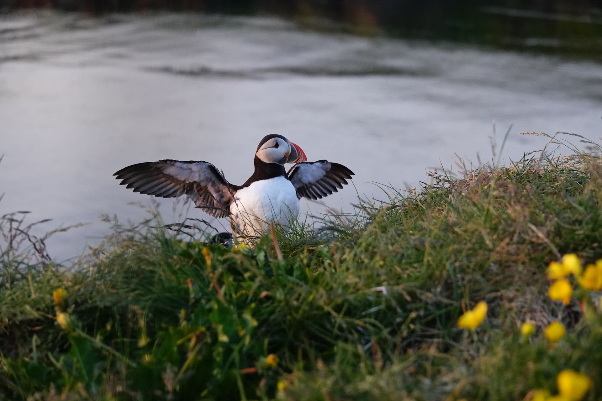 Puffin with colorful beak perched on a grassy ledge at the Hafnarhólmi puffin colony in East Iceland.