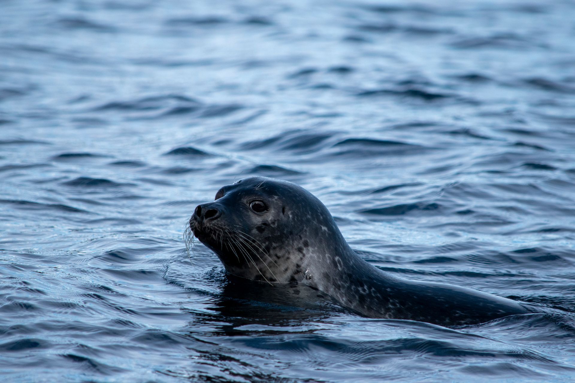 Seal in a Nature and Wildlife tour in Borgarfjörður eystri.