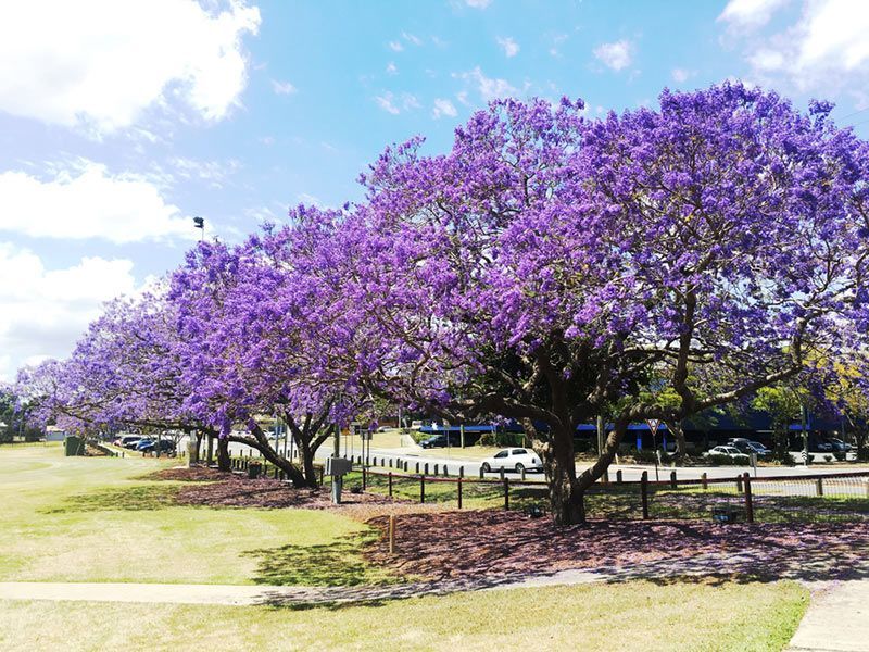A Row of Purple Trees in A Park on A Sunny Day — Billabong Springs in Ipswich, QLD