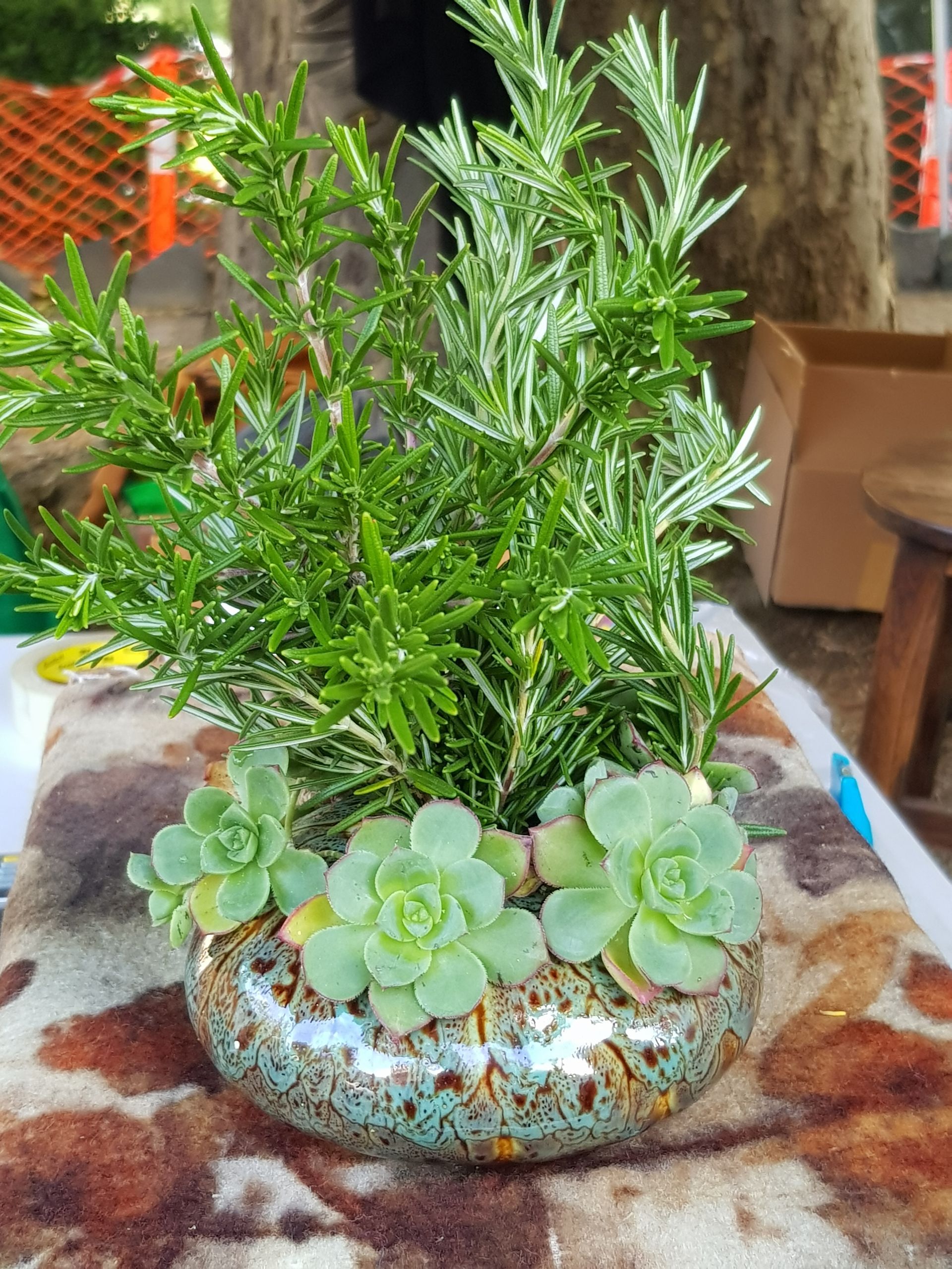 A PoseyPot with succulents and rosemary is sitting on a table.