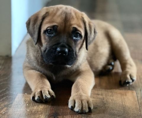 a brown puppy is laying on a wooden floor and looking at the camera .