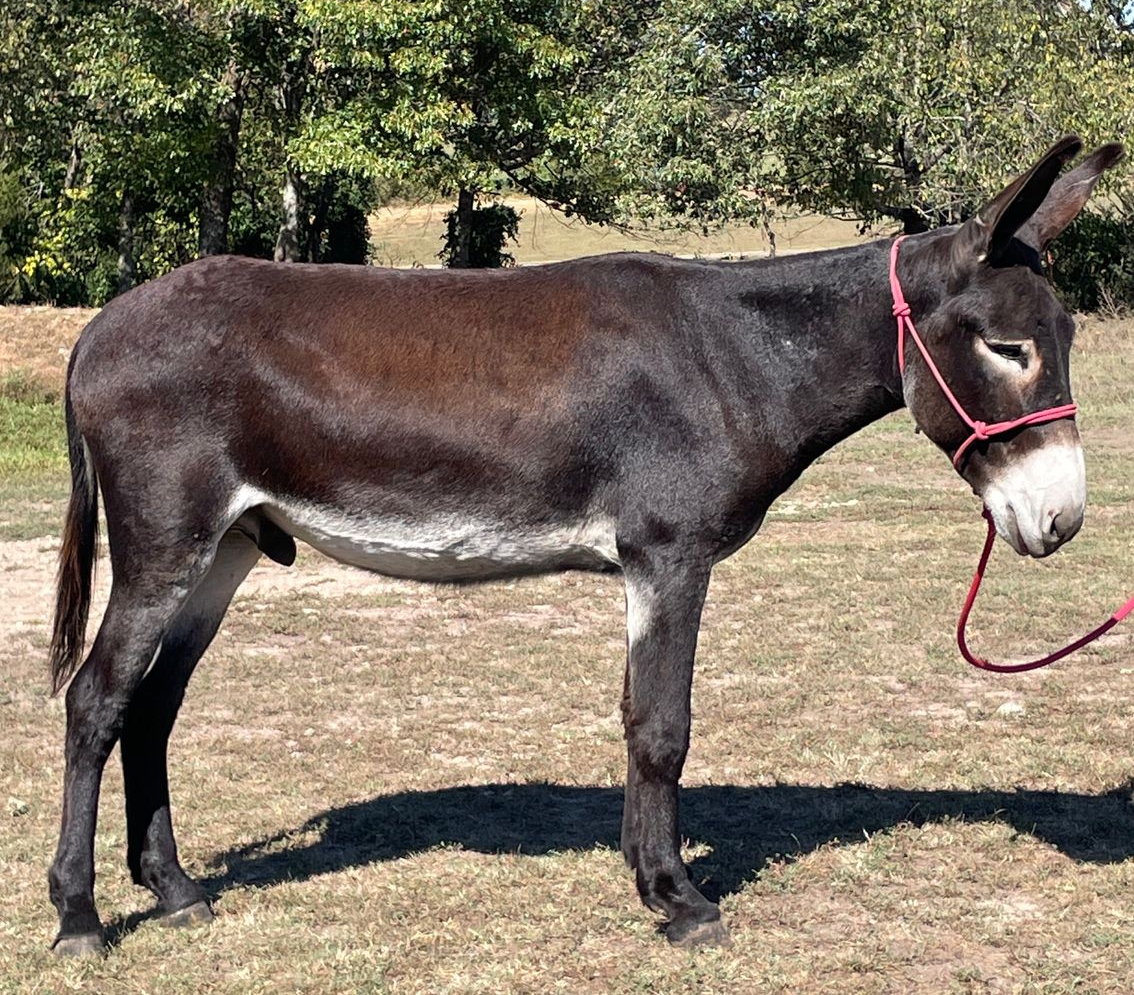Garrett Mammoth Jackstock Riding Donkeys