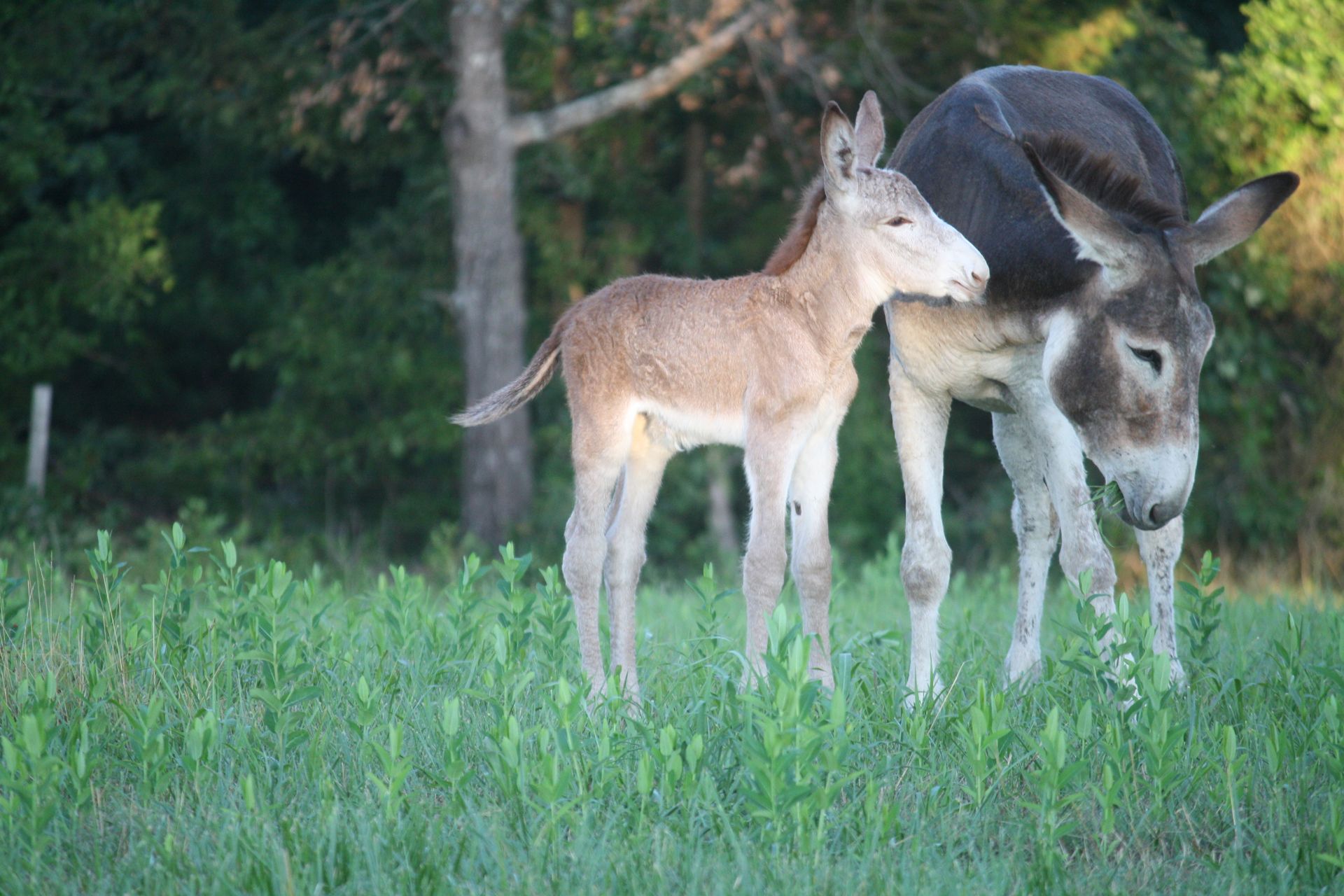 Click for a closer look: Foal #10 of 2023 Foal #10 of 2023